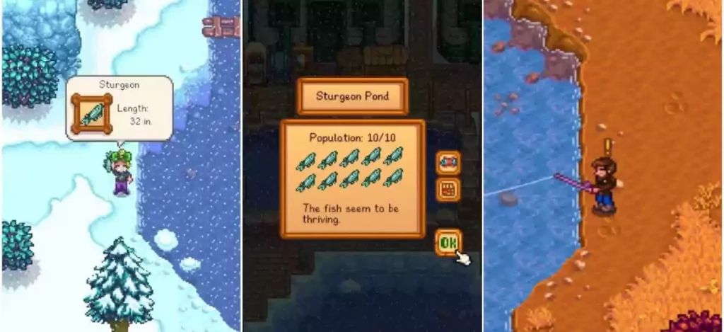 How To Catch A Sturgeon Fish In Stardew Valley